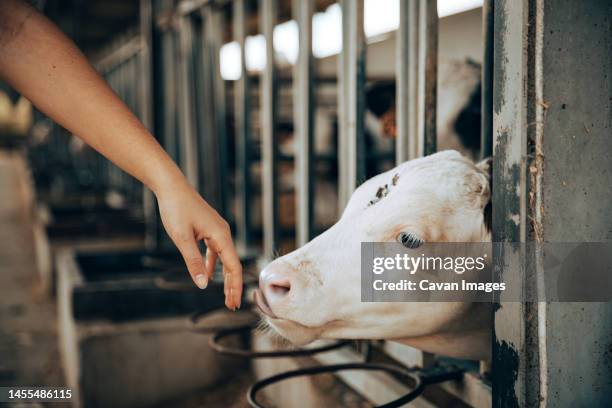 hand of a young girl trying to pet a calf in a stable - domestic cattle imagens e fotografias de stock