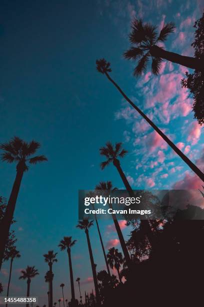 southern california tree silhouette sunrise - glendale california stock pictures, royalty-free photos & images
