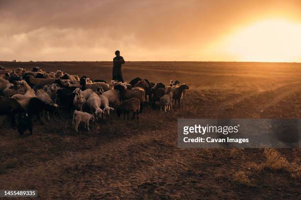 a shepherd young man with a stick, shepherds sheep and rams in t - kazakhstan man stock pictures, royalty-free photos & images