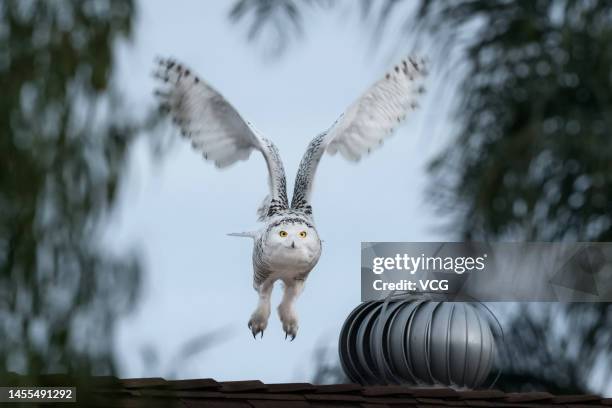 Snowy owl, also known as the polar owl, is seen on January 7, 2023 in Cypress, California.