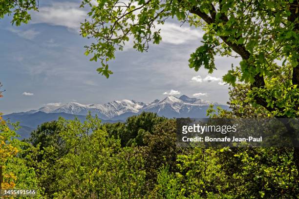 view of the canigou and the pyrenees chain, through vegetation, from the ille-sut-têt organ - canigou stock pictures, royalty-free photos & images