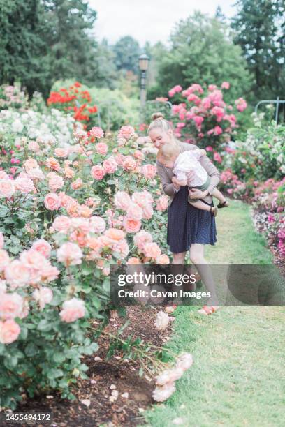 blonde, caucasian mother brings toddler to smell roses - rose garden stock pictures, royalty-free photos & images