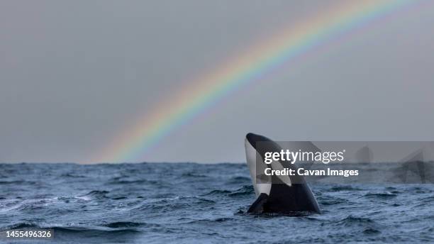 a killer whale with a rainbow in the background - killer whale stock pictures, royalty-free photos & images