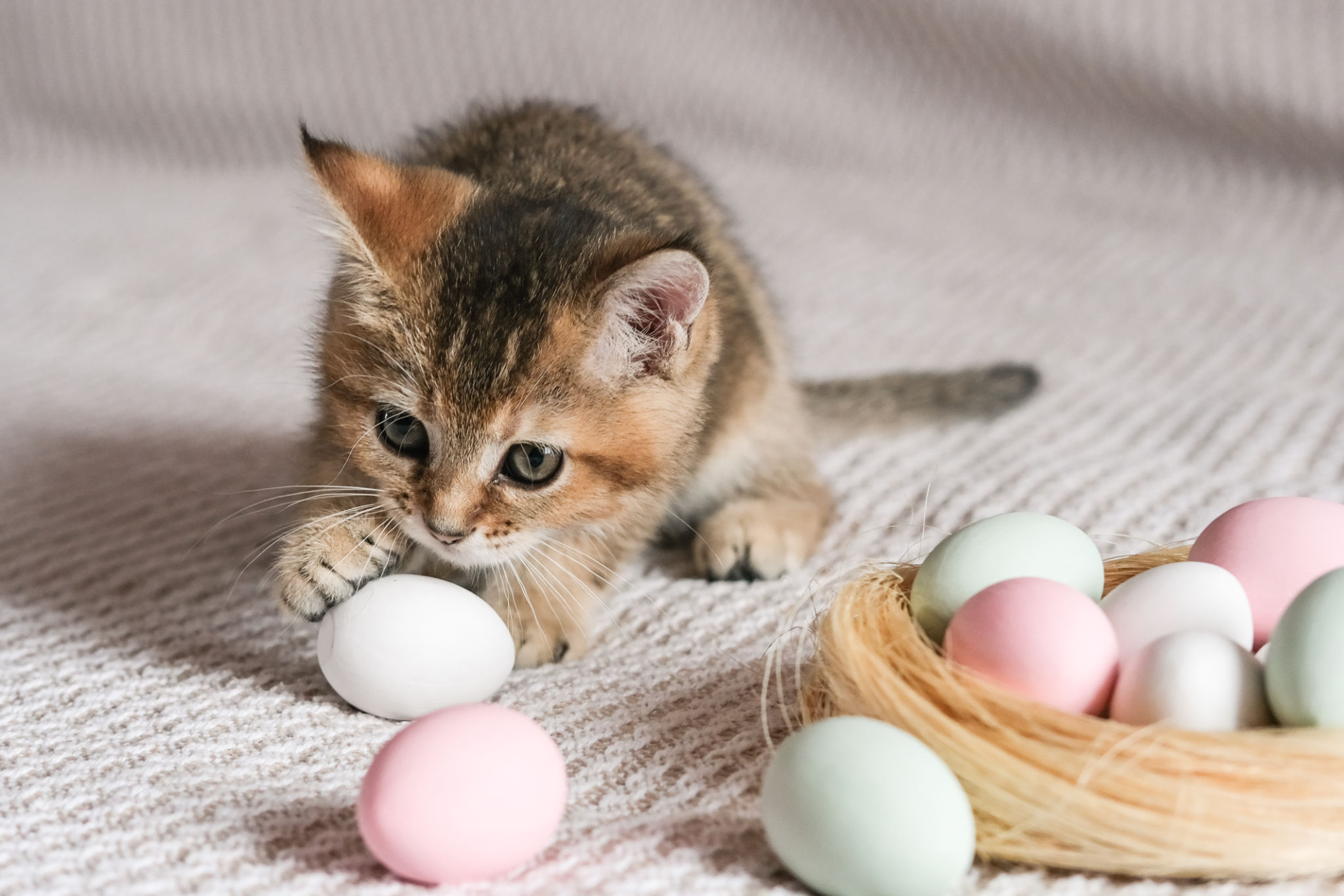 Cute kitten of the Scottish straight breed playing with Easter eggs Cute kitten of the Scottish straight breed playing with Easter eggs