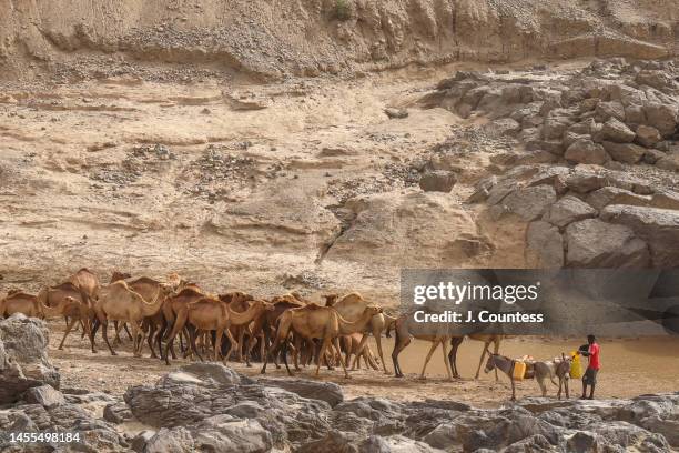 Herd of camels approach a watering hole near the ruins of what has been identified as a Paleochristian church built between the first and fifth...