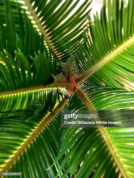 cycas - cycad stock pictures, royalty-free photos & images