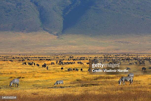 ngorongoro crater tanzania - mountain zebra nationalpark stock-fotos und bilder