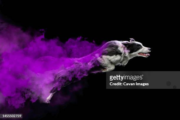 border collie jumping with coloured powder - border collie stock-fotos und bilder
