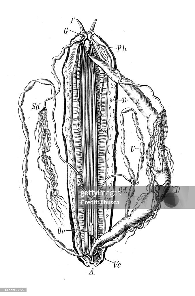 Antique biology zoology image: Peripatus