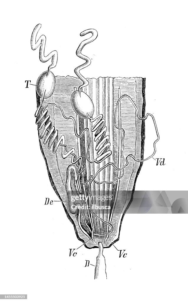 Antique biology zoology image: Peripatus