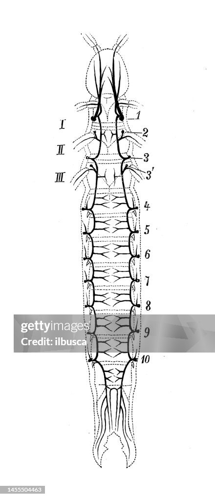 Antique biology zoology image: Japyx, Trachea