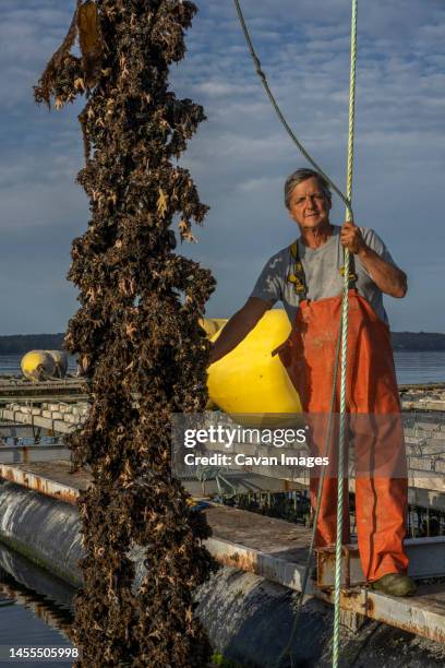 mussel harvesting, bar harbor, maine - sales occupation fotografías e imágenes de stock