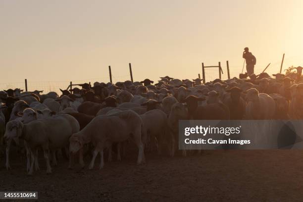 shepherd and sheep cattle herd alentejo - oveja stock pictures, royalty-free photos & images