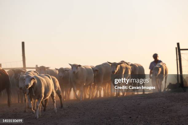 shepherd man sheep cattle flock - oveja stock pictures, royalty-free photos & images