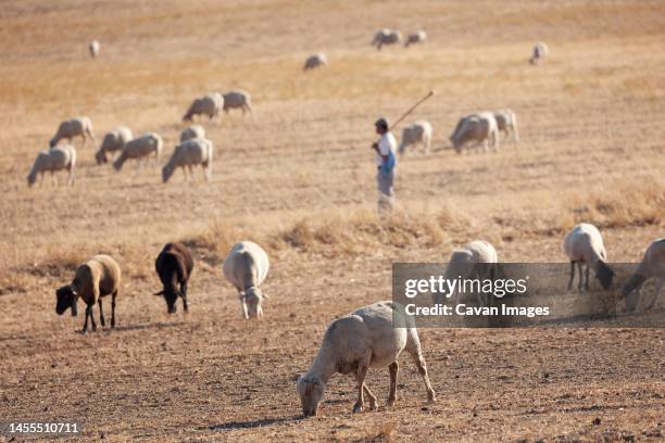 shepherd man sheep cattle flock - oveja stockfoto's en -beelden