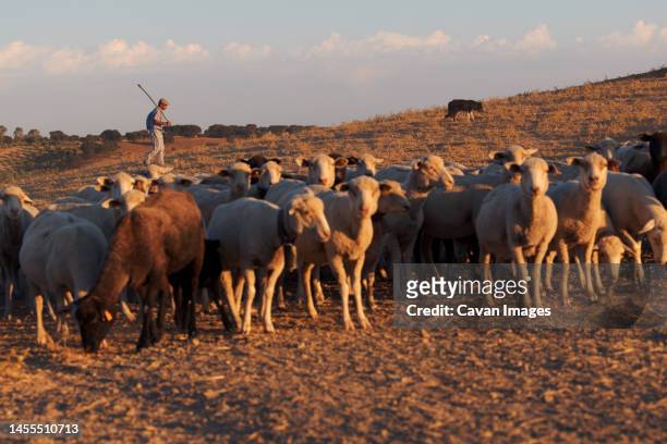 shepherd man sheep cattle flock - oveja stock pictures, royalty-free photos & images