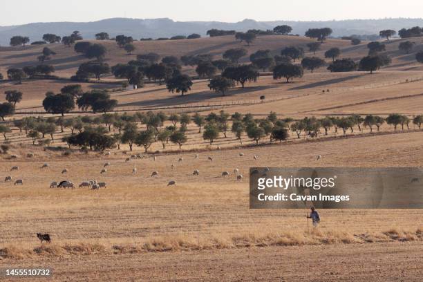 shepherd man sheep cattle flock - oveja stockfoto's en -beelden