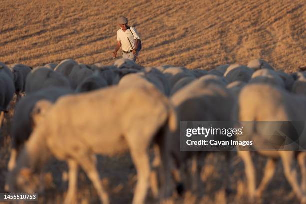 shepherd man sheep cattle flock - oveja stock pictures, royalty-free photos & images