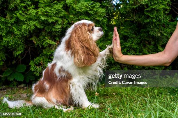 young woman teaching his dog cavalier outdoors. hi five! - king charles spaniel stock pictures, royalty-free photos & images