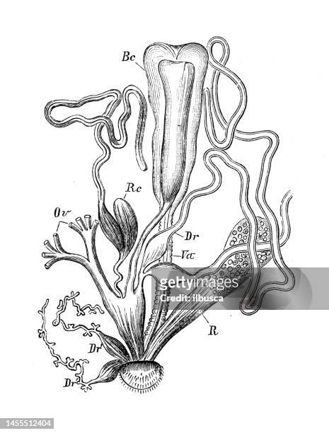 antique biology zoology image: vanessa urticae - animal reproductive organ 幅插畫檔、美工圖案、卡通及圖標