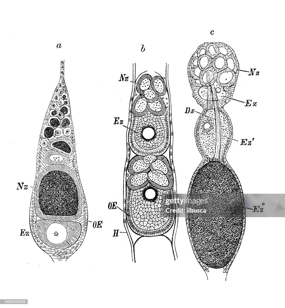 Antique biology zoology image: Forficula, moth, aphis platanoides, eggs