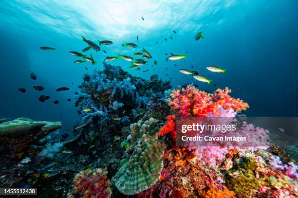 soft coral in the tropical waters at the andaman sea in thailand - fondale marino foto e immagini stock
