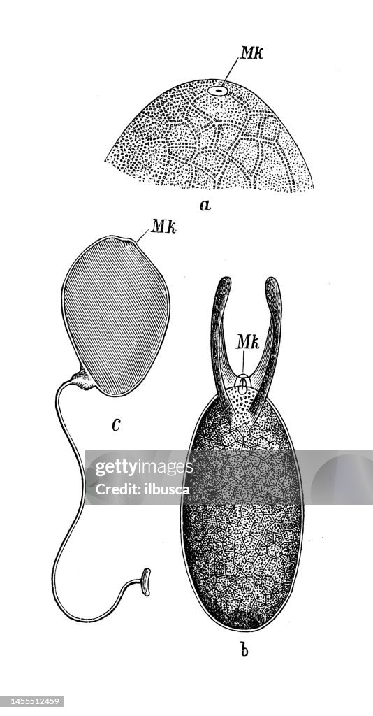 Antique biology zoology image: micropylae: Anthomyia, Drosophila Cellaris, Paniscus testaceus
