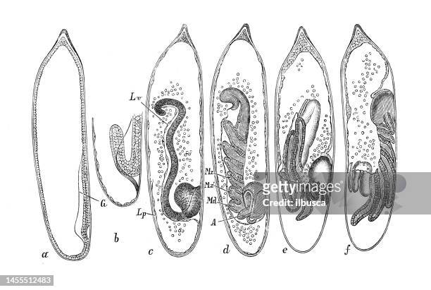 stockillustraties, clipart, cartoons en iconen met antique biology zoology image: calopteryx virgo, dragonfly, embryo - damselfly