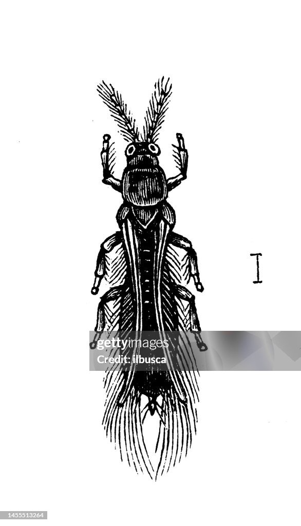 Antique biology zoology image: Thrips cerealium
