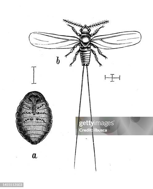 antique biology zoology image: coccus cacti - brown soft scale insect stock illustrations