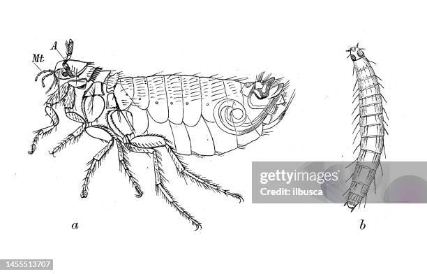 antique biology zoology image: pulex avium, pulex irritans - fles stock illustrations