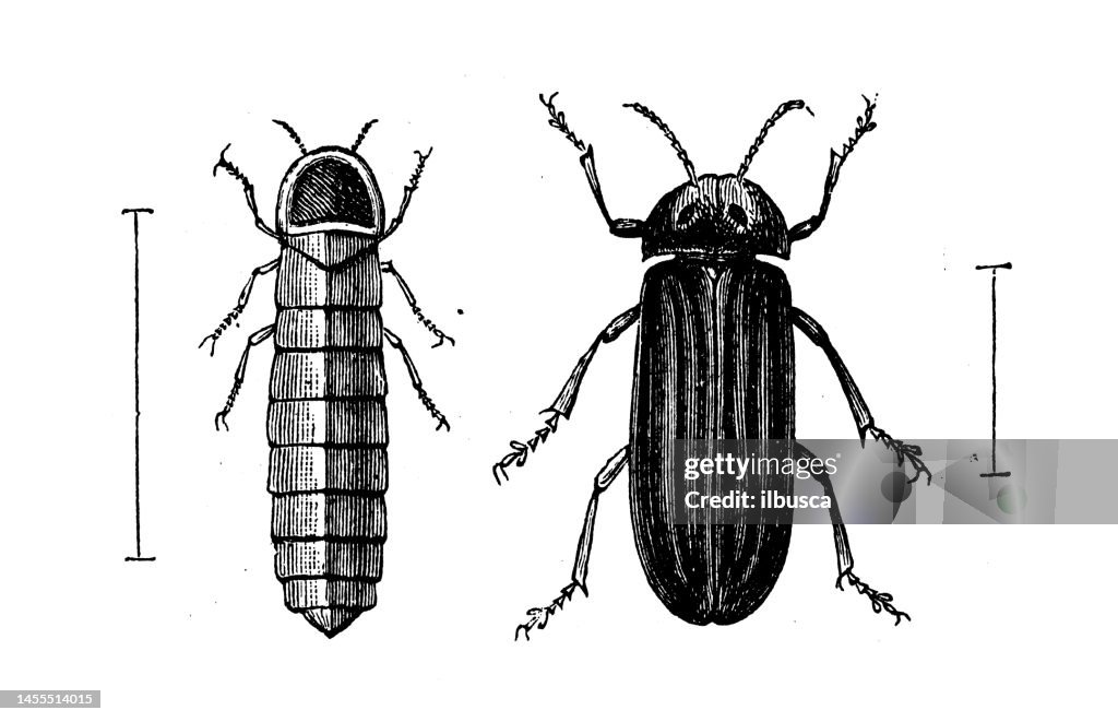 Antique biology zoology image: Lampyris noctiluca