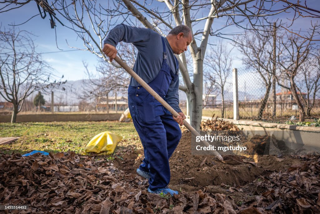 A gardener digs and fertilizes the soil around a walnut tree with a shovel