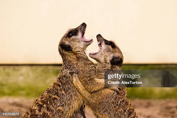 kareoke meerkats - meerkat stockfoto's en -beelden