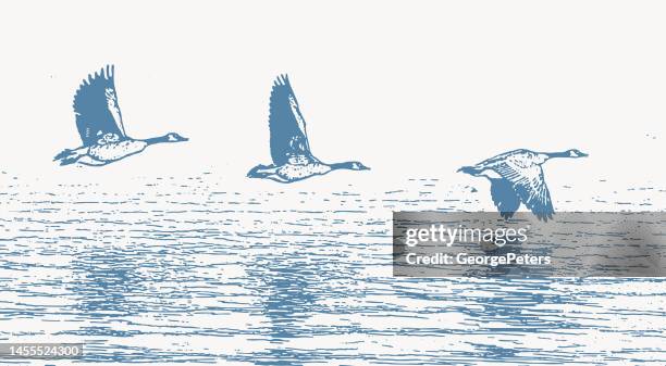 canada geese taking off from lake - bird hunting stock illustrations