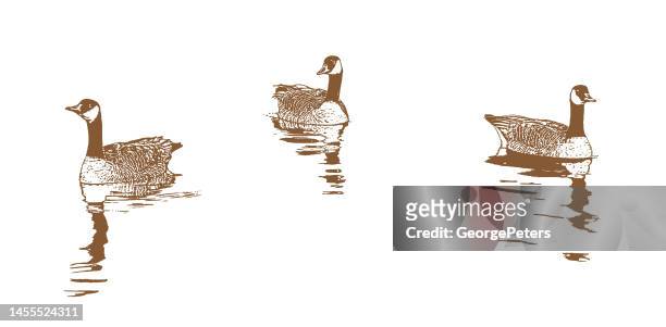 canada goose floating on water - lake waterfowl stock illustrations