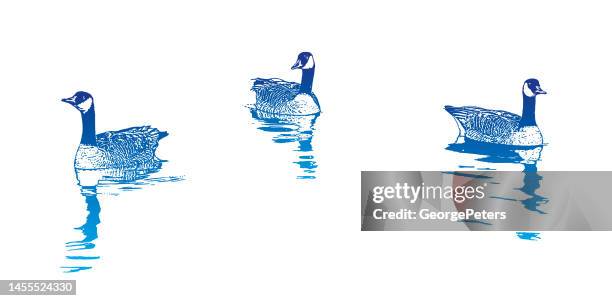 canada goose floating on water - feather floating stock illustrations