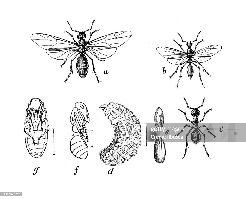 Antique biology zoology image: Formica herculanea, Camponotus herculanea, Formica rufa
