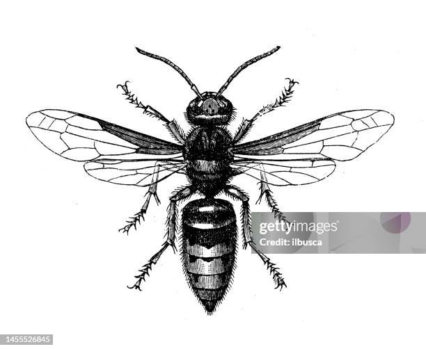 antique biology zoology image: vespa crabro - wasp 幅插畫檔、美工圖案、卡通及圖標