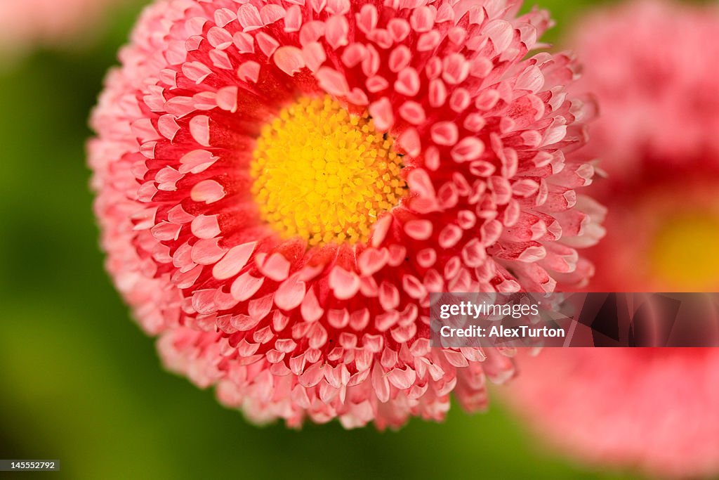 Pink flower