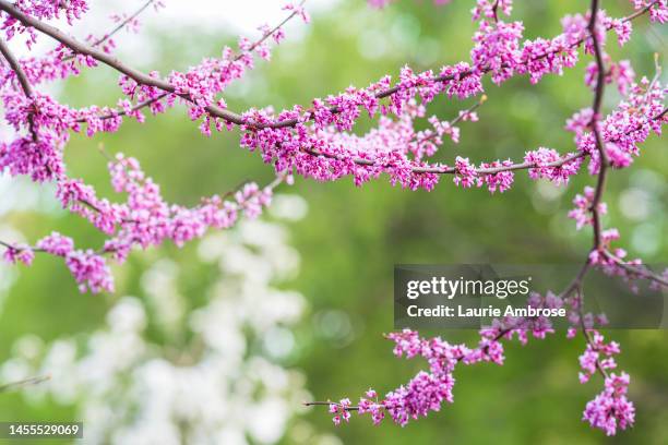 Spring Picture Mn Minnesota Spring Landscape Photos and Premium High Res Pictures - Getty ...