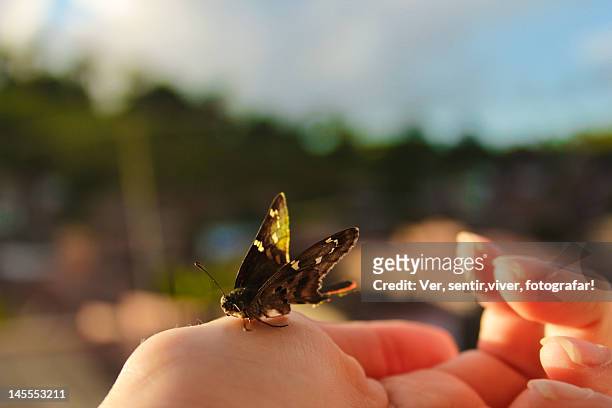insect in palm of hand - fotografar bildbanksfoton och bilder