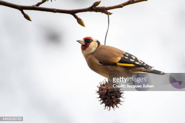 goldfinch bird - yellow perch stock-fotos und bilder