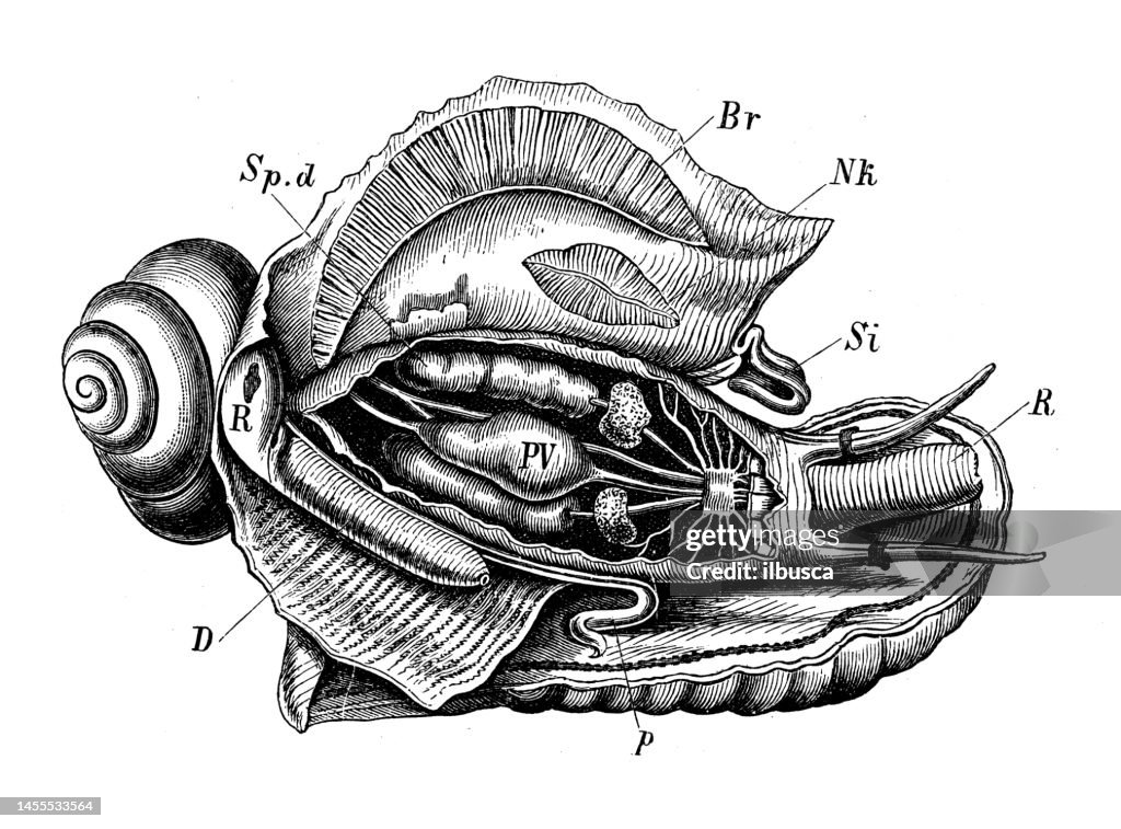 Antique biology zoology image: Cassis cornuta