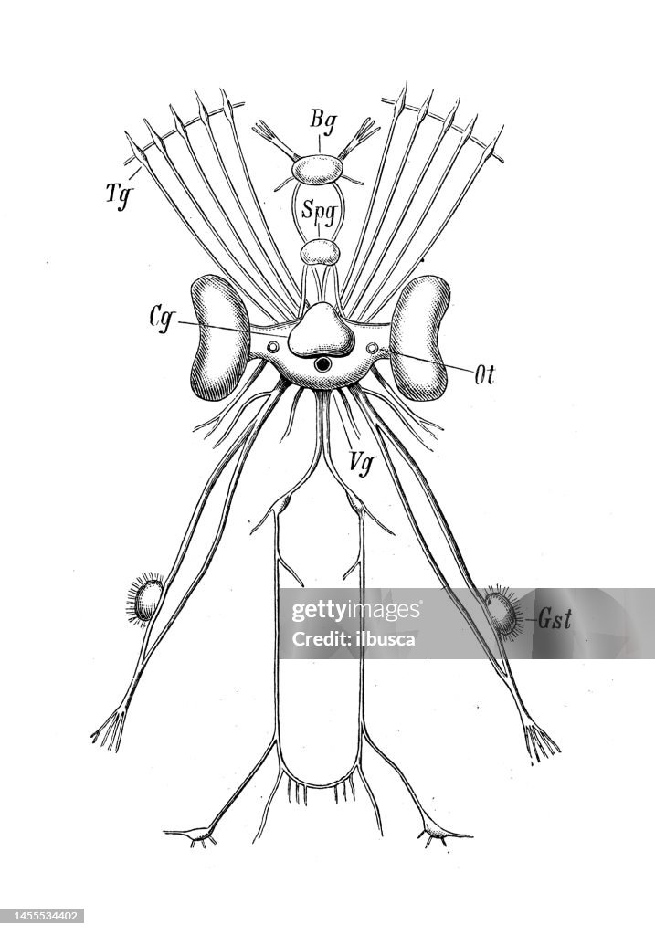 Antique biology zoology image: Sepia, Cuttlefish