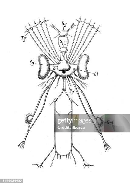 antique biology zoology image: sepia, cuttlefish - nervous tissue stock illustrations