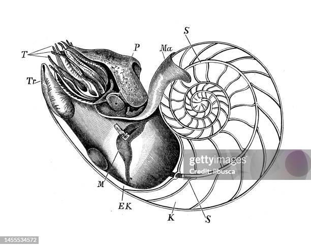 stockillustraties, clipart, cartoons en iconen met antique biology zoology image: nautilus - cephalopod