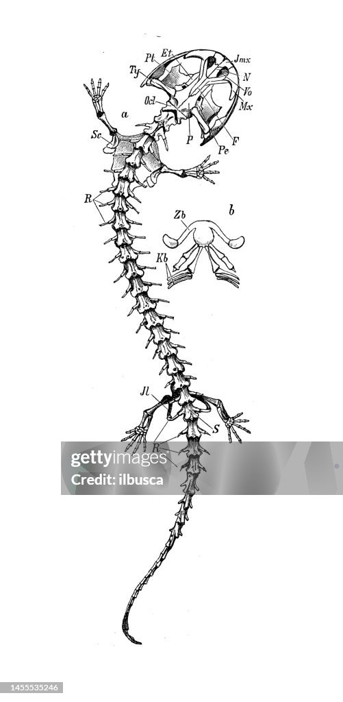 Antique biology zoology image: Menopoma alleghaniense