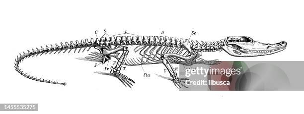 ilustraciones, imágenes clip art, dibujos animados e iconos de stock de imagen de zoología de biología antigua: esqueleto de cocodrilo - esqueleto de animal