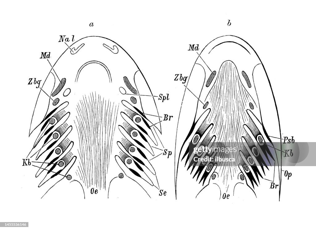Antique biology zoology image: Petromyzon, gills